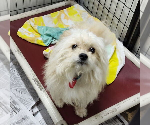 Medium Photo #1 Cairanian Puppy For Sale in Mukwonago, WI, USA