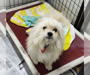 Cairanian Dogs for adoption in Mukwonago, WI, USA