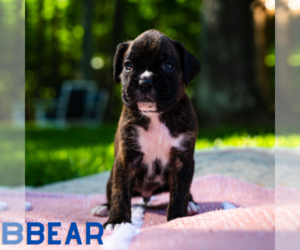 Boxer Puppy for sale in GAITHERSBURG, MD, USA