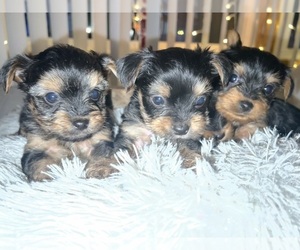 Yorkshire Terrier Puppy for sale in BERWYN, IL, USA