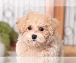 Small Photo #2 Poochon Puppy For Sale in NAPLES, FL, USA