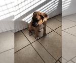 Small Photo #4 Boxer Puppy For Sale in DAYTONA BEACH, FL, USA