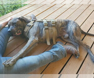 Chief - Male Mutt Dog for Adoption - Photo #4