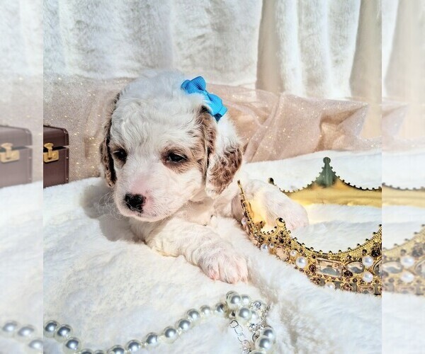 Medium Photo #2 Goldendoodle (Miniature) Puppy For Sale in GASTONIA, NC, USA