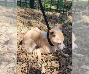 Chihuahua-Unknown Mix Dogs for adoption in San Antonio, TX, USA