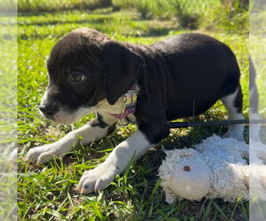 Duffie - Male Bulldog-Unknown Mix Dog for Adoption - Photo #3
