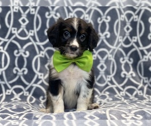Border Collie-Cavalier King Charles Spaniel Mix Puppy for sale in LAKELAND, FL, USA
