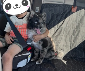 Pomsky Puppy for sale in THOUSAND OAKS, CA, USA