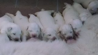 Great Pyrenees Puppy for sale in WILLIS, MI, USA