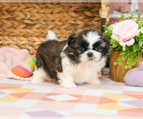 Medium Photo #2 Shih Tzu Puppy For Sale in SYRACUSE, IN, USA