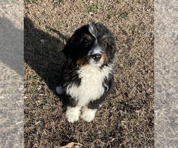 Medium Photo #1 Bernedoodle Puppy For Sale in PORT REPUBLIC, MD, USA