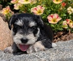 Puppy Mila Schnauzer (Miniature)