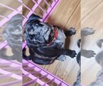 Small #5 Pug
