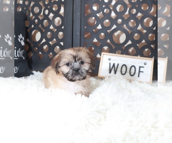 Medium Photo #3 Shih Tzu Puppy For Sale in MOUNT VERNON, OH, USA