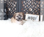 Small #2 Shih Tzu