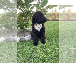 Goldendoodle Puppy for sale in APOPKA, FL, USA