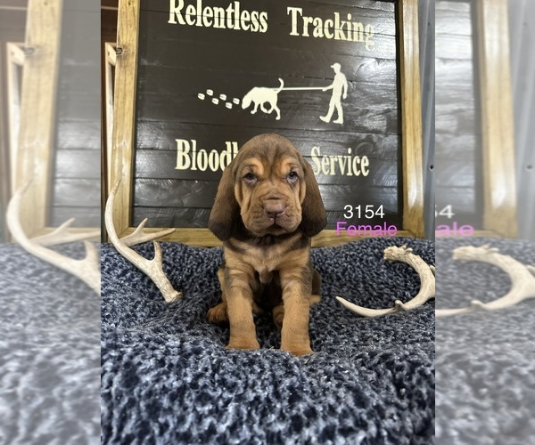 Medium Photo #2 Bloodhound Puppy For Sale in BROOKFIELD, MO, USA