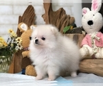 Small Photo #7 Pomeranian Puppy For Sale in SAN FRANCISCO, CA, USA