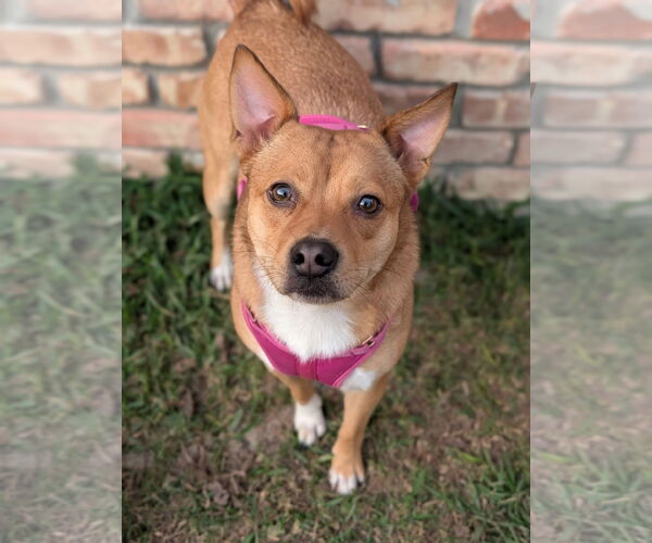 Medium Photo #1 Akita-Saluki Mix Puppy For Sale in Oakhurst, NJ, USA