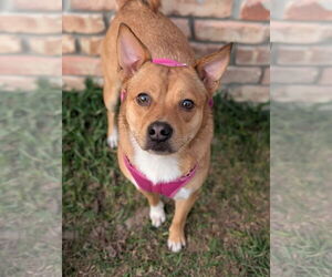 Akita-Saluki Mix Dogs for adoption in Oakhurst, NJ, USA