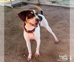 Small #6 Beagle Mix