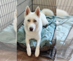 Small #2 Siberian Husky