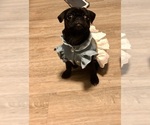 Small Pug