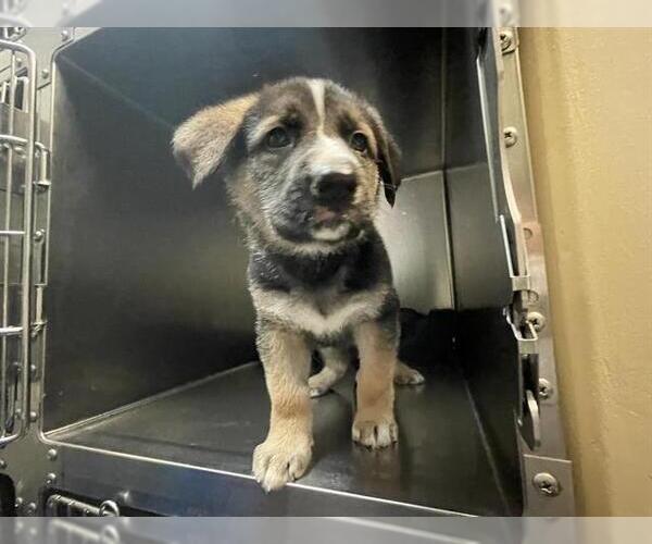 Medium Photo #1 German Shepherd Dog-Unknown Mix Puppy For Sale in Pasadena, CA, USA