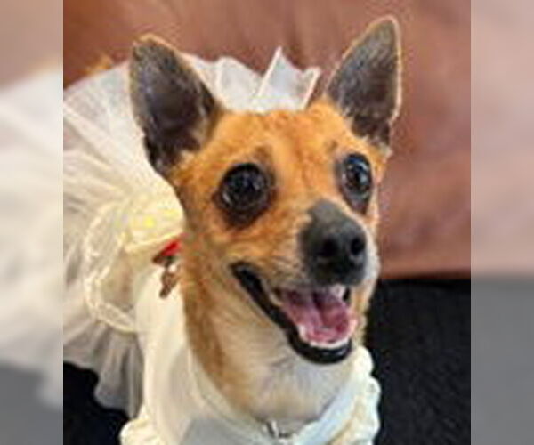 Medium Photo #2 Chihuahua Puppy For Sale in Fremont, CA, USA