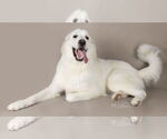 Small #35 Great Pyrenees