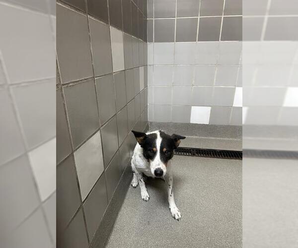 Medium Photo #1 Australian Shepherd-Unknown Mix Puppy For Sale in Las Vegas, NV, USA