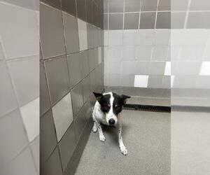 Australian Shepherd-Unknown Mix Dogs for adoption in Las Vegas, NV, USA