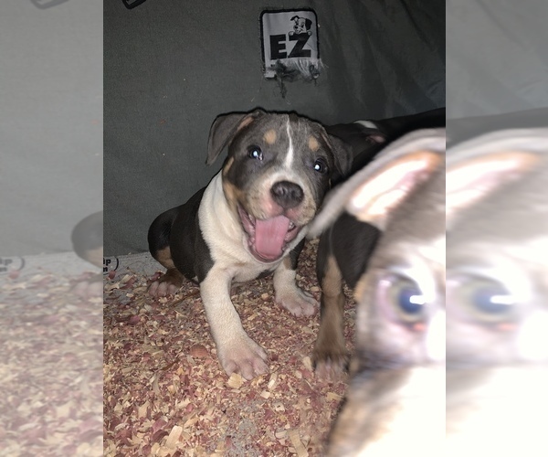 Medium Photo #11 American Bully Puppy For Sale in ADELPHI, MD, USA