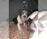 Small Photo #11 American Bully Puppy For Sale in ADELPHI, MD, USA