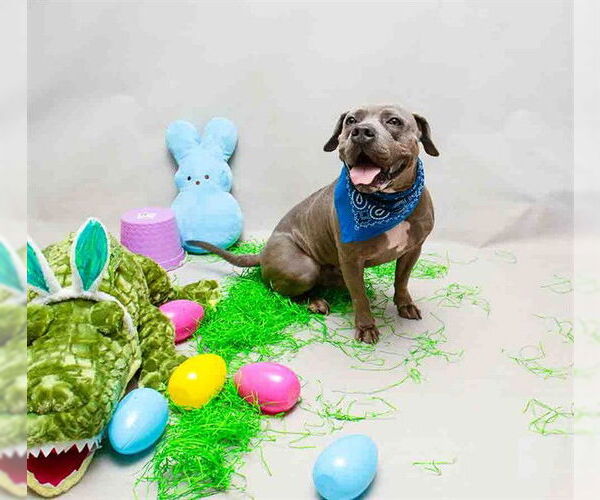 Medium Photo #1 Mutt Puppy For Sale in Sanford, FL, USA