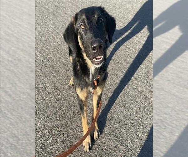 Medium Photo #1 German Shepherd Dog-Unknown Mix Puppy For Sale in Camarillo, CA, USA