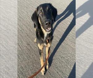 German Shepherd Dog-Unknown Mix Dogs for adoption in Camarillo, CA, USA