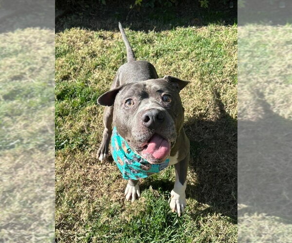 Medium Photo #4 American Pit Bull Terrier-Unknown Mix Puppy For Sale in Redlands, CA, USA