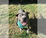 Small Photo #4 American Pit Bull Terrier-Unknown Mix Puppy For Sale in Redlands, CA, USA