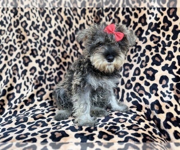 Medium Photo #7 Schnauzer (Miniature) Puppy For Sale in LAKELAND, FL, USA