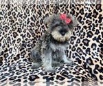 Small #6 Schnauzer (Miniature)