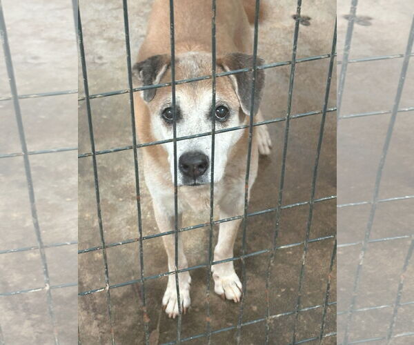 Medium Photo #2 Mutt Puppy For Sale in Jackson, MS, USA