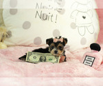 Small #29 Yorkshire Terrier