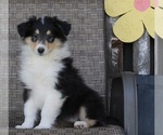 Small #1 Collie