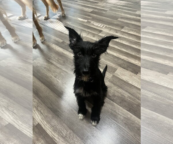 Medium Photo #3 Airedale Terrier-Unknown Mix Puppy For Sale in Wheaton, IL, USA