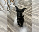 Small #2 Airedale Terrier Mix