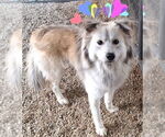 Small Australian Shepherd-pomeranian spitz Mix