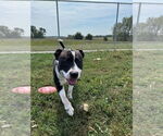 Small #2 American Staffordshire Terrier