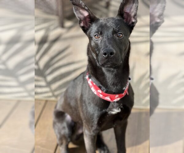 Medium Photo #1 Mutt Puppy For Sale in Rockaway, NJ, USA