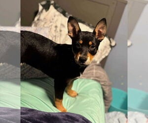 Mutt Dogs for adoption in Binghamton, NY, USA